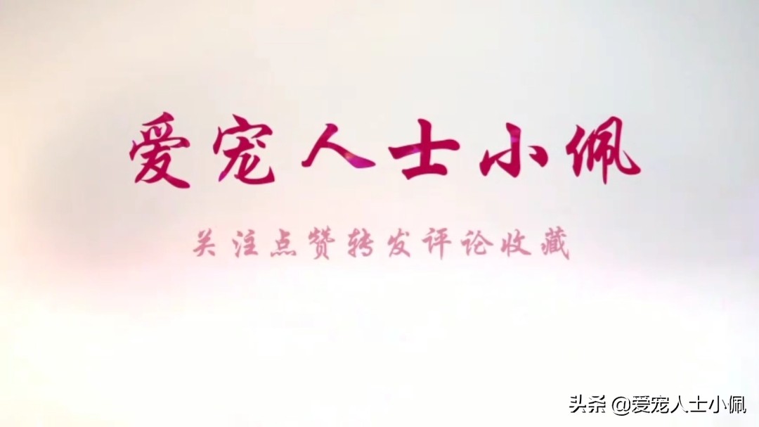 泰迪糖尿病拉稀黑便，狗大夫说快死了，我该怎么办？是细小病吗？