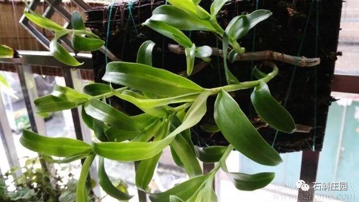 檀香石斛野生,檀香石斛兰麝香