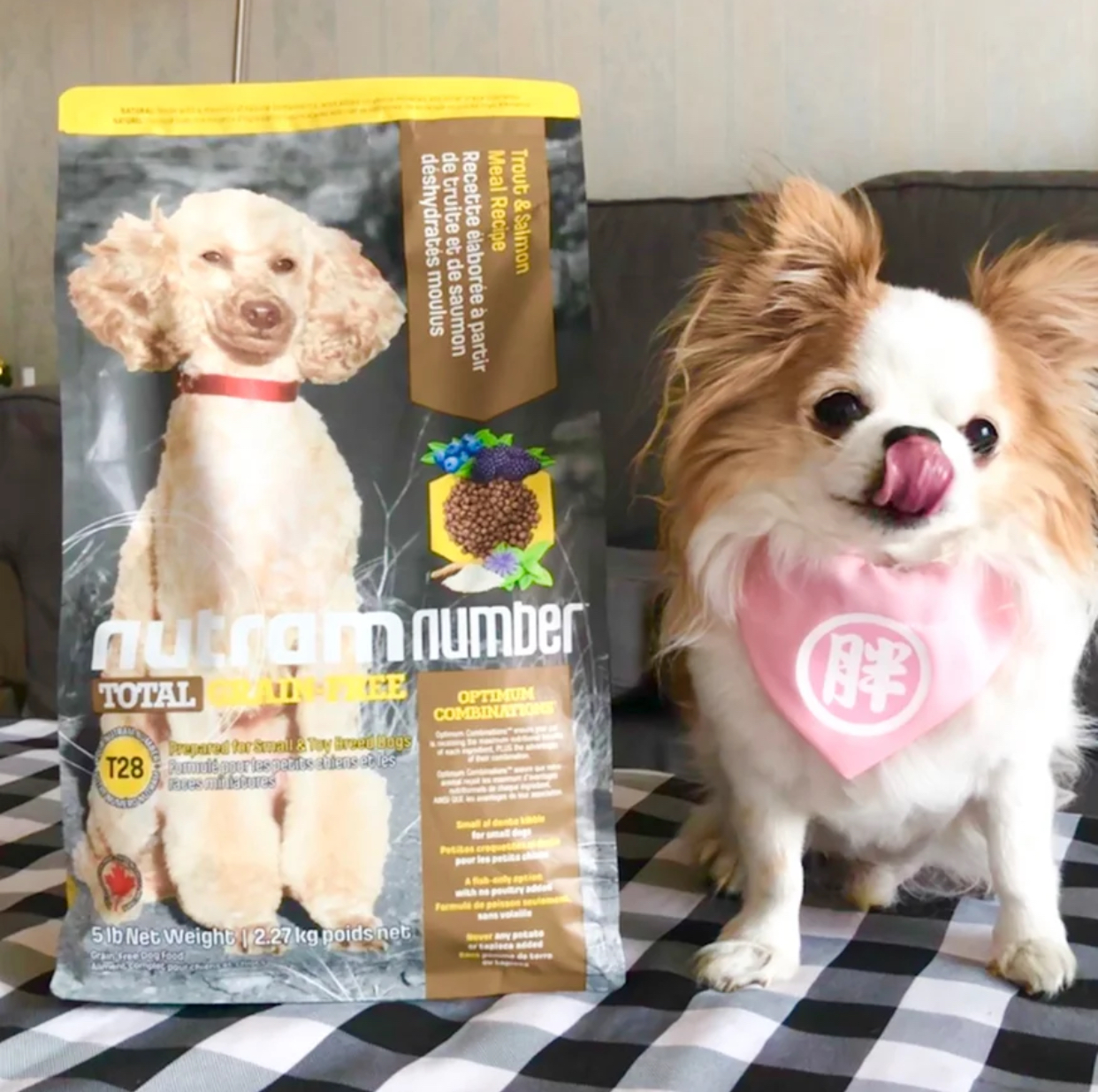 纽顿狗粮全面测评，到底怎么样？