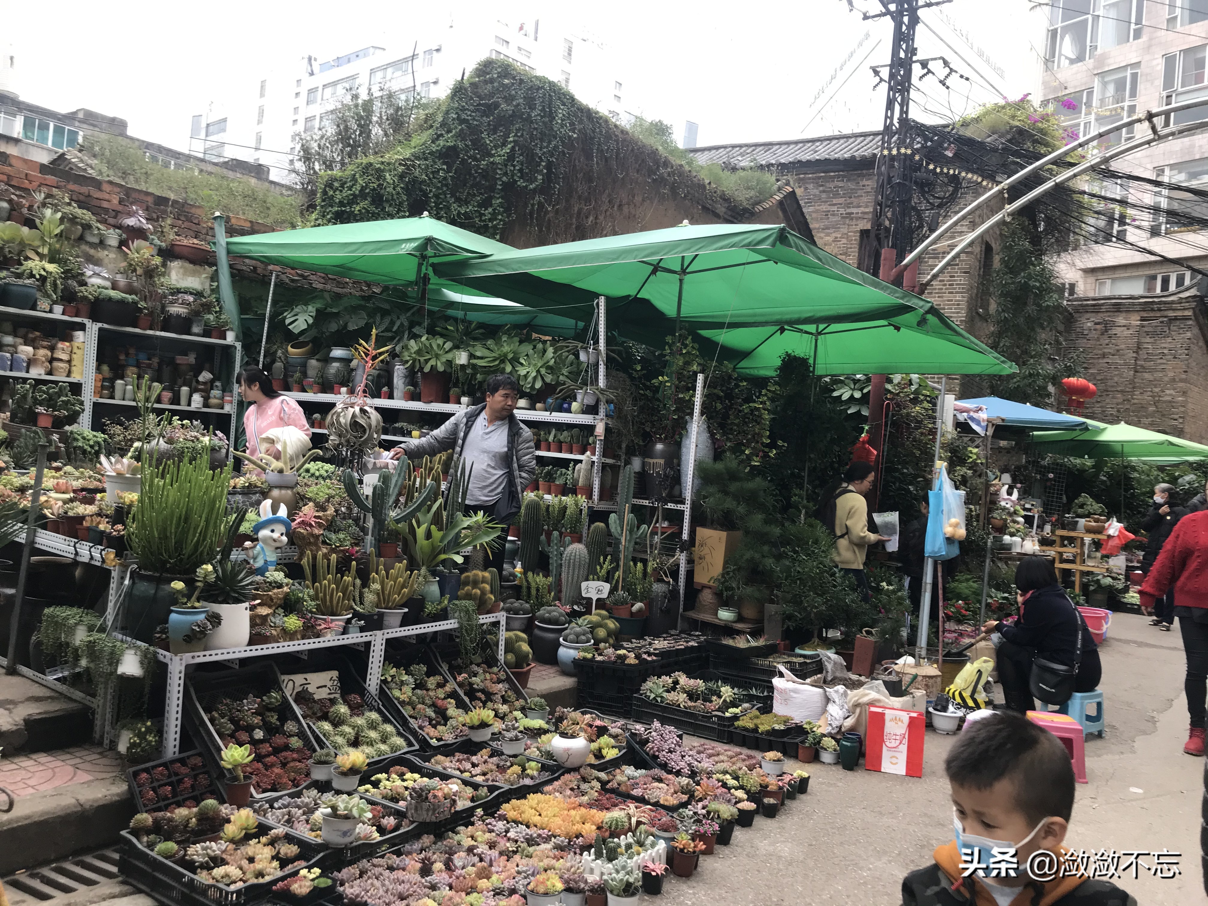 昆明哪里买花便宜又好,昆明斗南花卉市场怎么买花