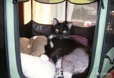 猫咪难产去医院怎么办,如果猫咪难产应该怎么办