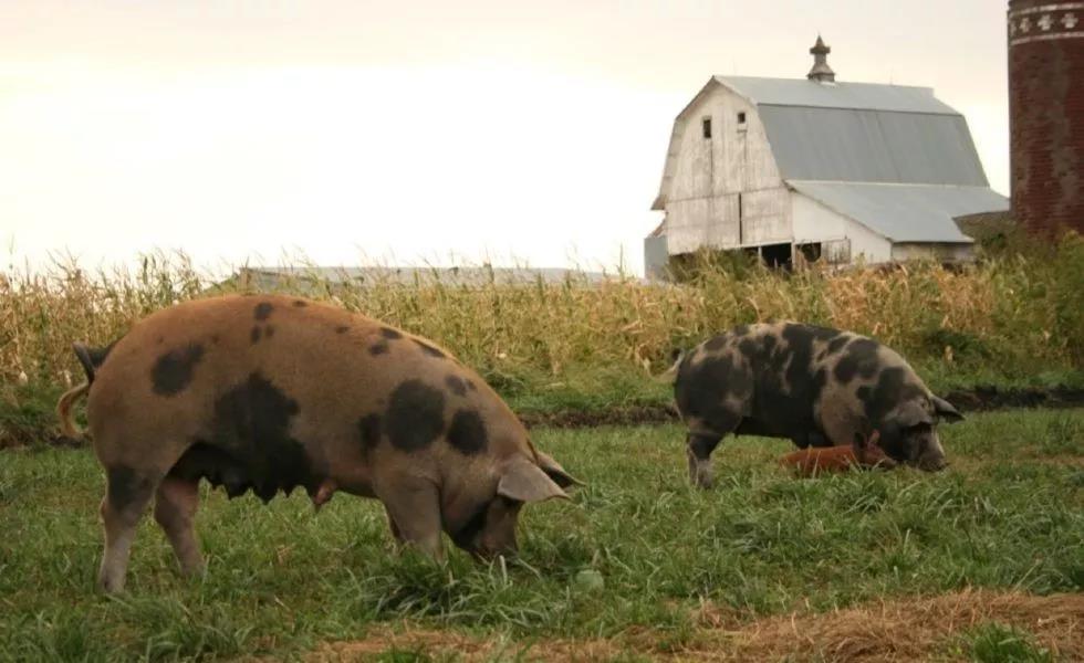 养猪场自动生产设备,养猪场里的母猪有多悲惨