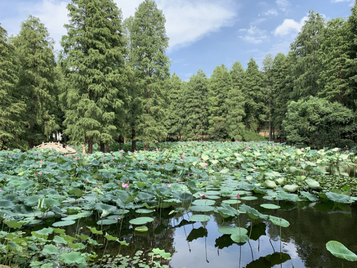 森林人单筒手机望远镜测试,iphonexr手机望远镜