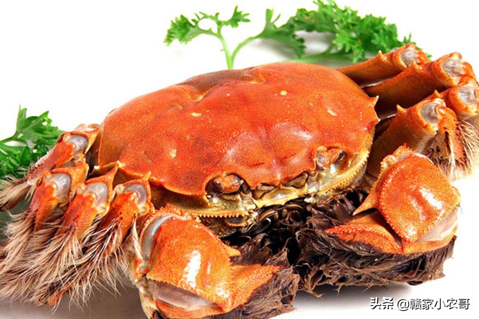 江西的十大特产菜有哪些图片,江西特产100种