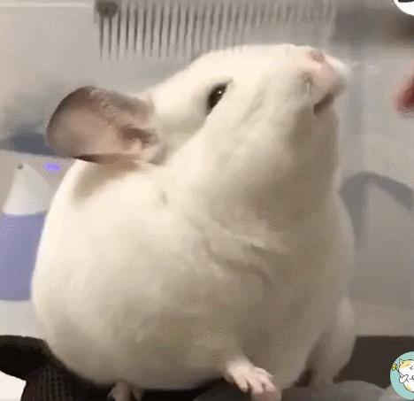 龙猫饲养全科普,科普饲养龙猫小知识