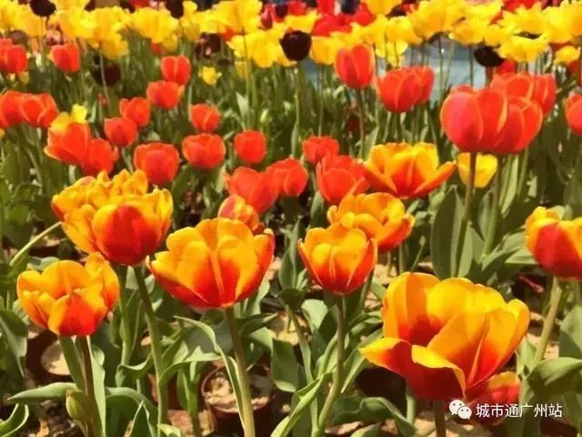 新年元旦迎接活动,新年新气象迎接新的一天