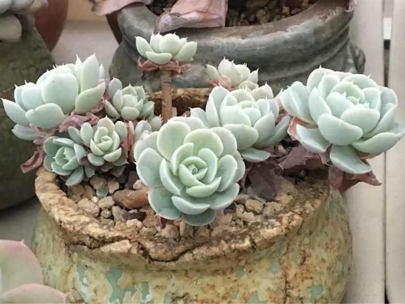 多肉叶插苗怎么养成老桩,多肉叶插小苗怎么带大