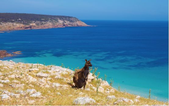 「求真」消费吓退国人的澳大利亚,竟然适合春节旅行?