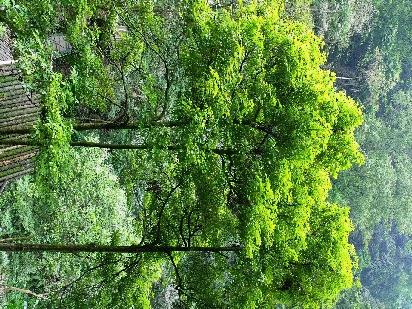 峨眉山防猴方法,峨眉山怎么防御猴子