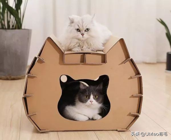 李佳琦叫卖都不管用！双十一猫咪用品这些坑得避