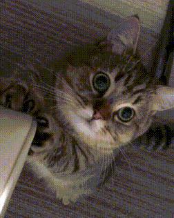 怎么预防猫咪尿道阻塞,猫咪尿道阻塞位置