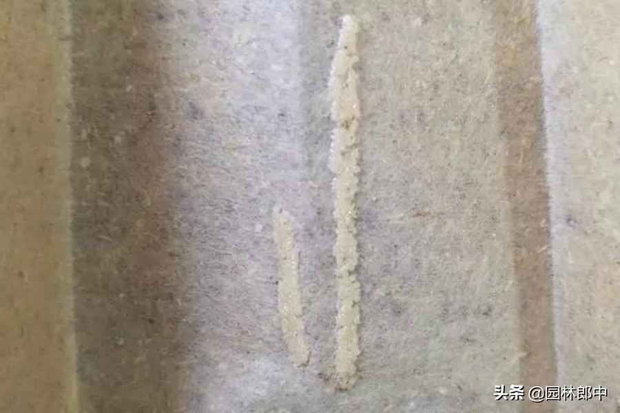 草坪食叶害虫爆发期防治方法,树叶一夜被吃光