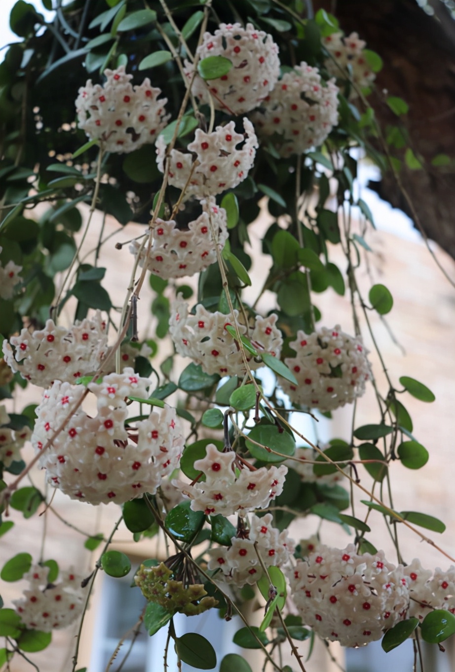 10种“吉利花”,“穷养”才能长大,越挤越壮实,越大越“旺家”