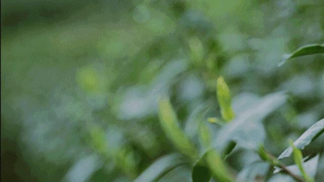 早春时节，与蔡澜论道，入川寻一杯上品绿茶