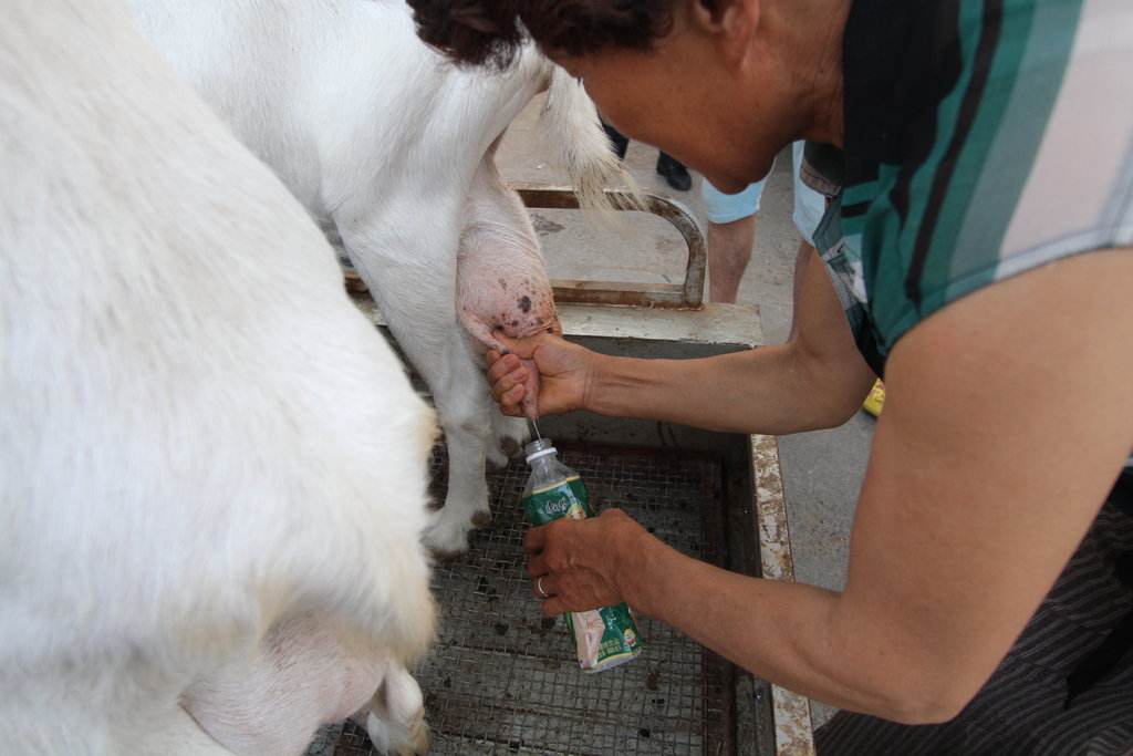 怎么让羊奶变得好喝,现挤的鲜羊奶怎么熬制