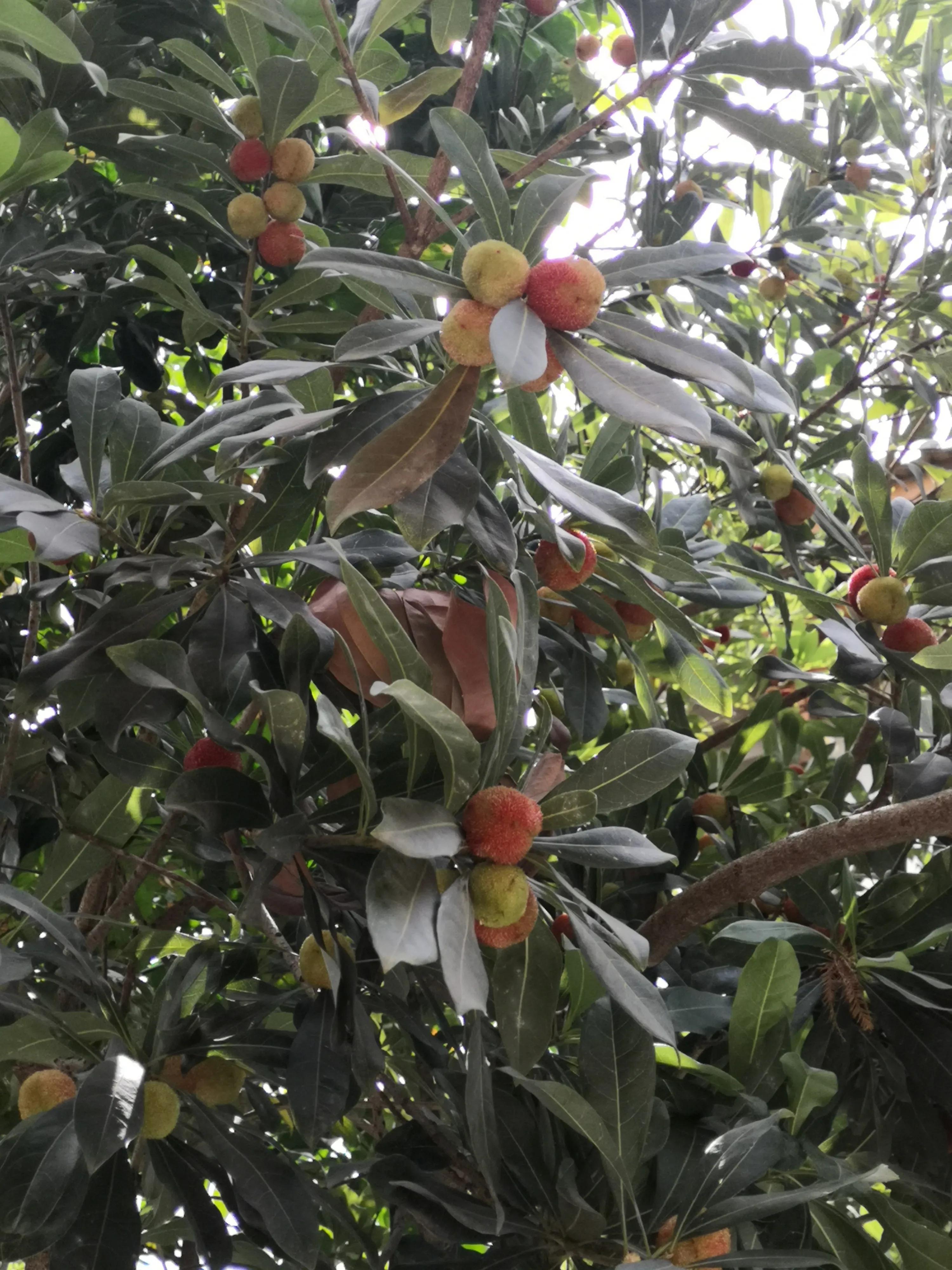 海埂公园环绕航拍视频,昆明海埂公园景点图