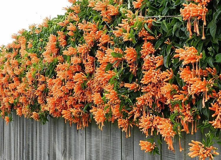 适合室外不怕酷热和寒冷的花卉,适合阴暗潮湿不需要阳光的植物