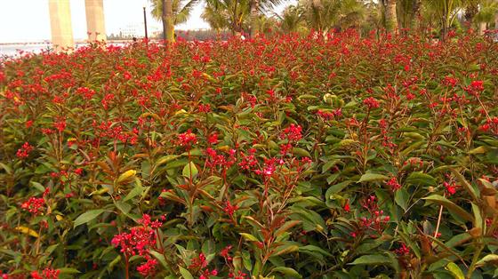 湛江坡头沿海花园,湛江海湾大桥东岸