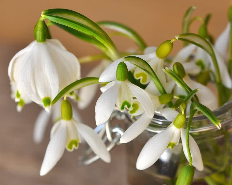 世界上最珍贵的十种玫瑰,西式婚礼用什么样鲜花