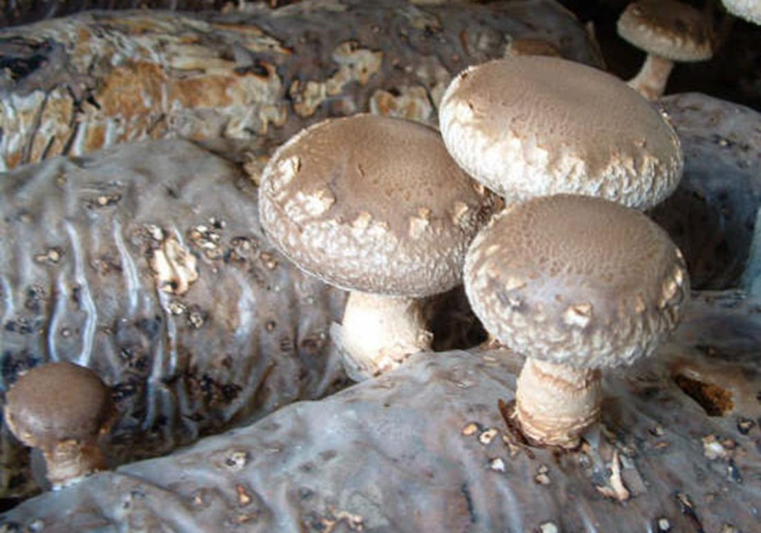 种植香菇为什么太湿会发黑,香菇种植病害防治方法