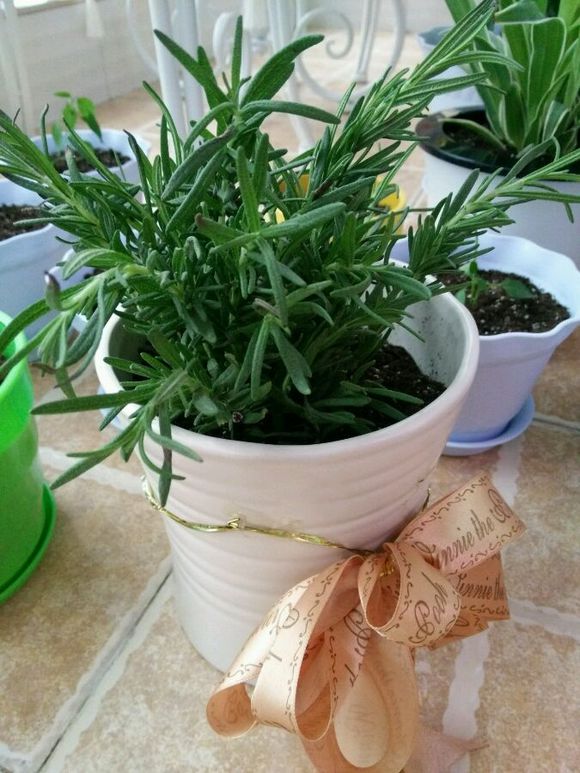 迷迭香叶子干枯养不好，巧用3招起死回生，枝繁叶茂