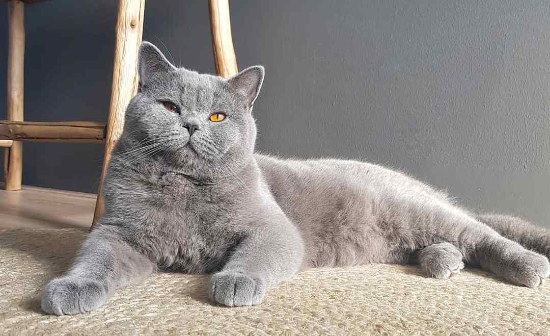 宠物科普知识大全素材,宠物吸入性肺炎治疗