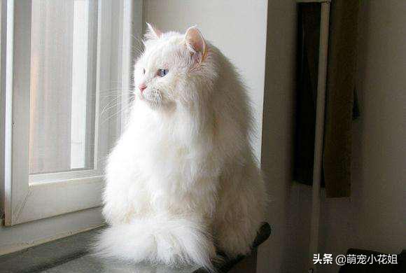 垃圾桶内传出一阵阵猫叫，打开一看，居然是一只面部溃烂的猫咪