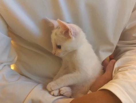 救助流浪猫被粘鼠胶,流浪猫被好心人收养后变成粘人