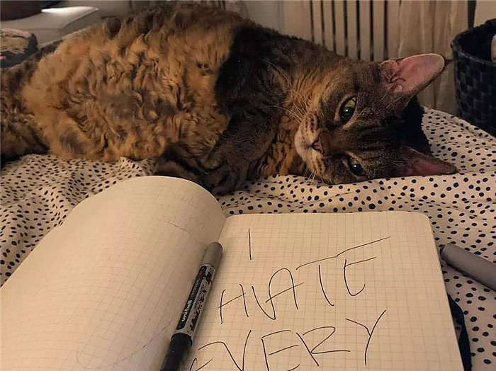 猫咪绝育辟谣,猫咪绝育肺水肿