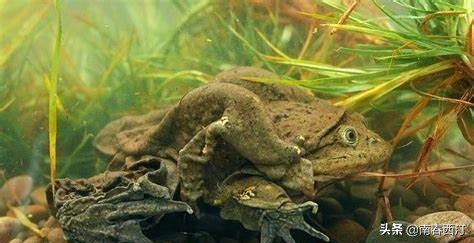 秘鲁神药,秘鲁补肾药材