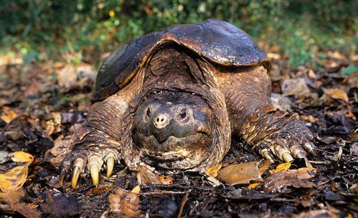 北美鳄龟和杂佛鳄龟分别的优势,北美鳄龟和佛鳄的区别谁更凶