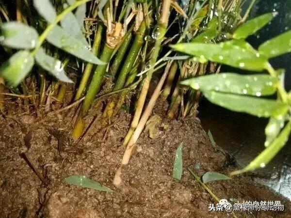 丛林造景黄缘龟池设计图大全,龟宝宝黄缘龟生态缸造景教程