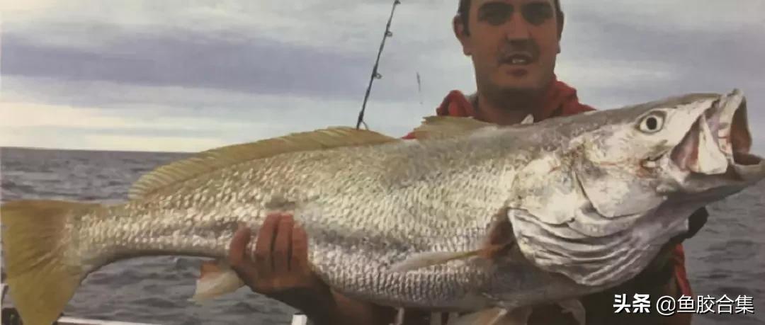 赤嘴鳘鱼鱼胶的功效和作用,赤嘴鱼胶的功效测评