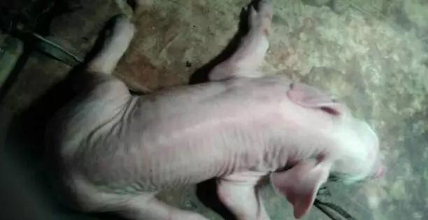 猪后腿无力站不起来链球菌,链球菌倒地的猪怎么治疗