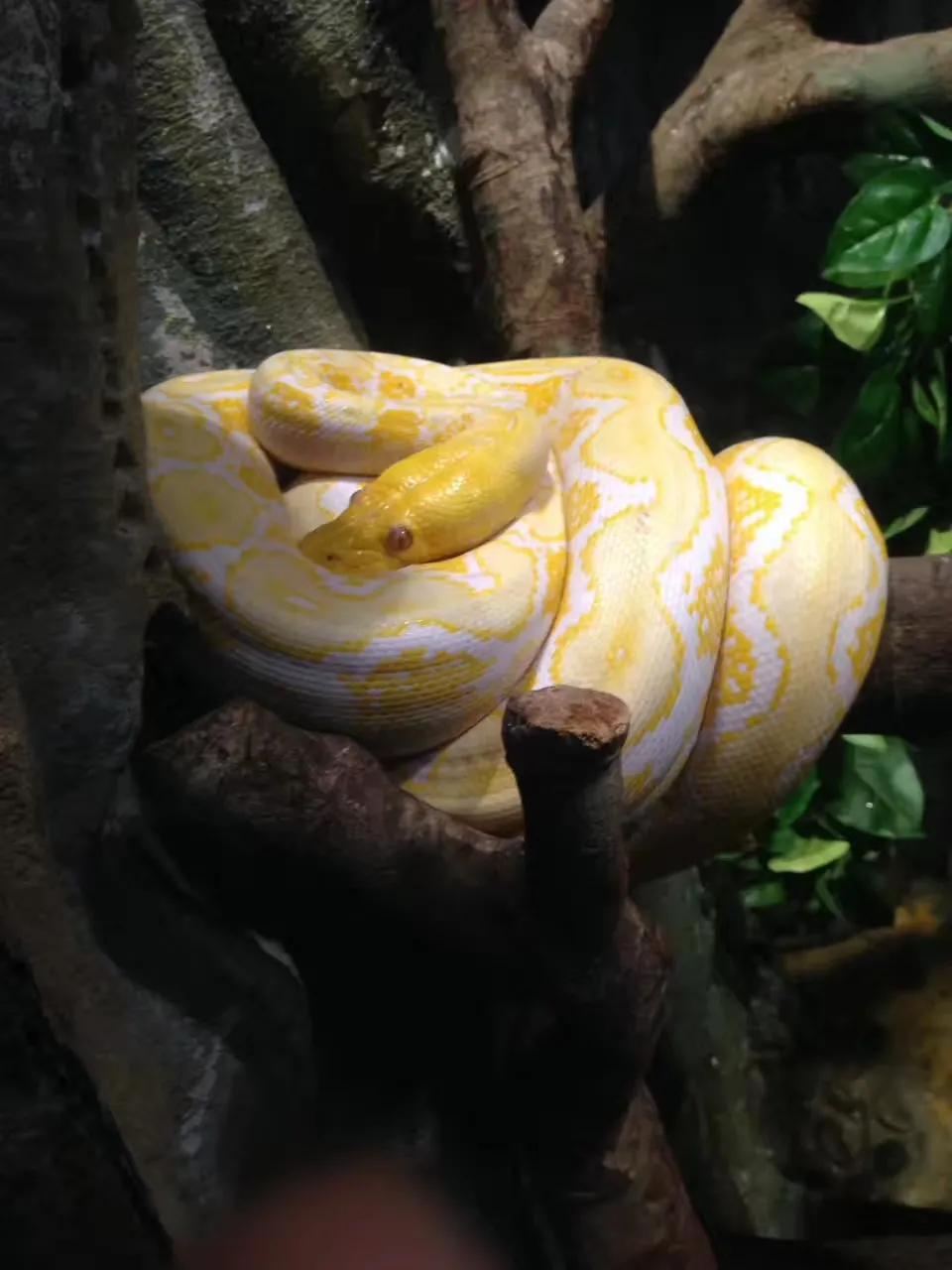 广州长隆野生动物园最全游玩攻略,长隆野生动物园游玩攻略