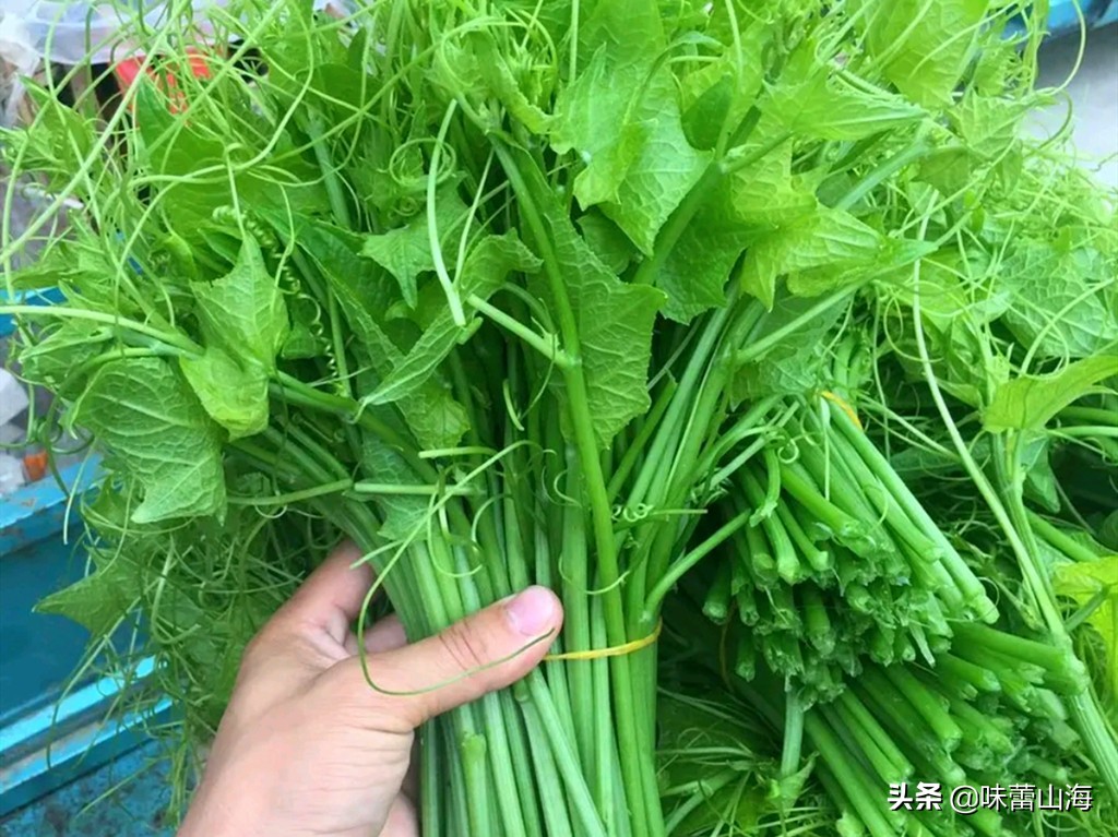 龙须菜和瓜苗菜哪个好吃,海石花菜龙须菜哪个好吃