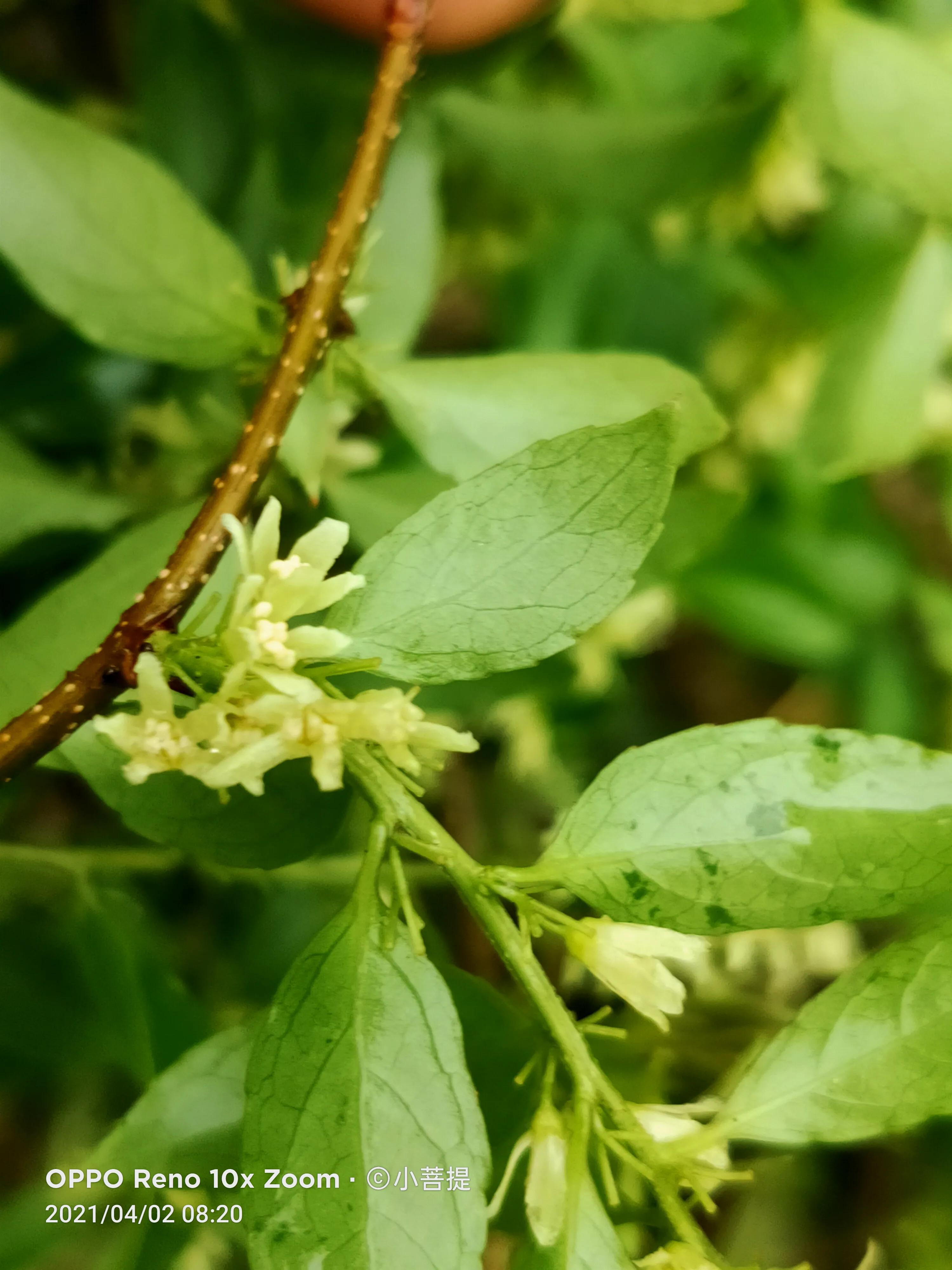 清明时节开花的花草有哪些,早春时节各种植物的样子