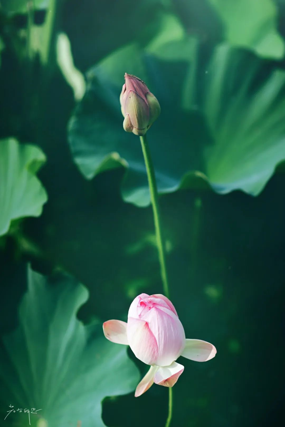 娌欏娴滈鏅尯鑺辨捣,娌欏娴滅殑绱壊鑺辨捣