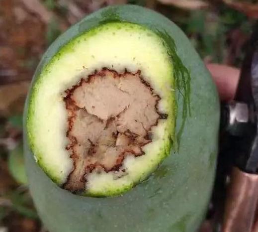 芒果发霉切掉,芒果怎么储存不容易烂掉