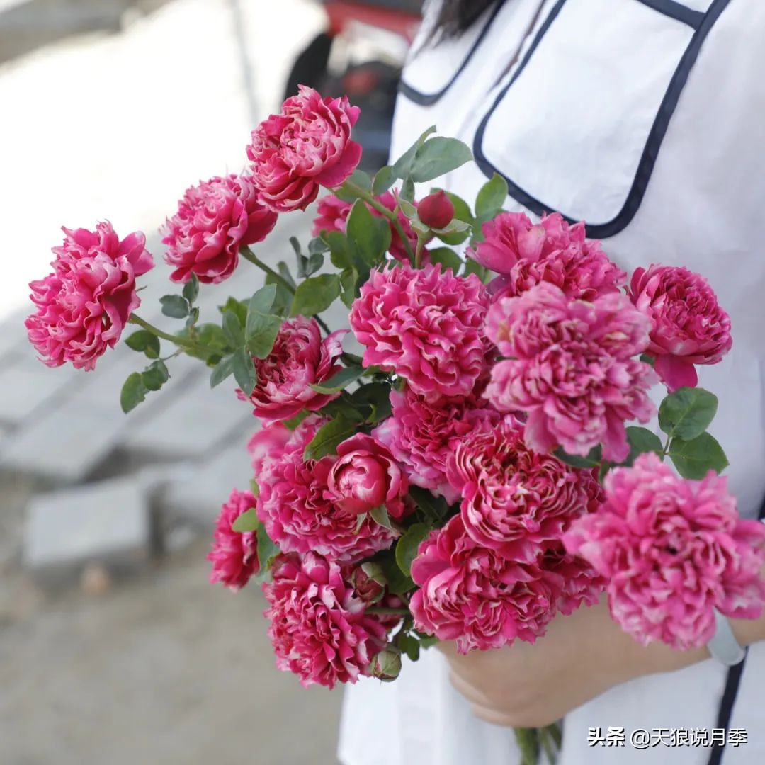 不容易，天狼自育终于打折了！空蒙只要50不到！