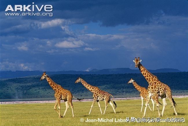 长颈鹿动物冷知识,长颈鹿有趣冷知识