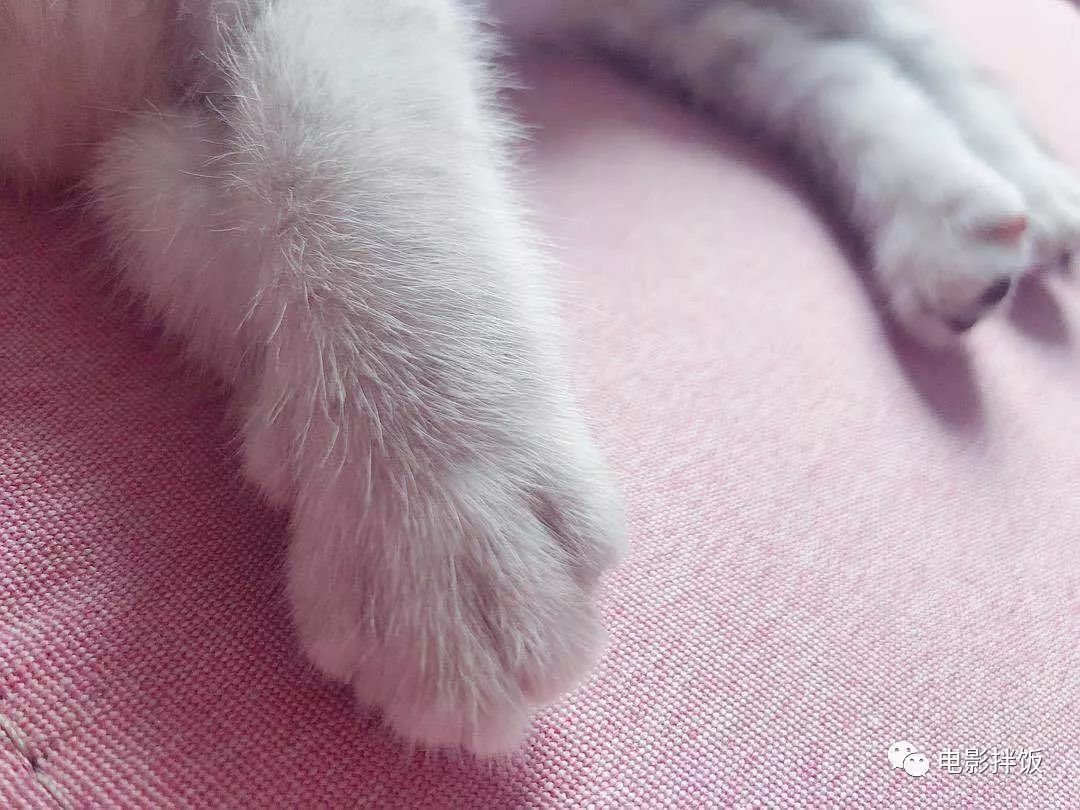 新手养猫注意事项以及幼猫到新家,新手养猫养什么猫又便宜又好养