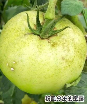 蚜虫打吡虫啉不死,蚜虫和白粉虱消灭小窍门