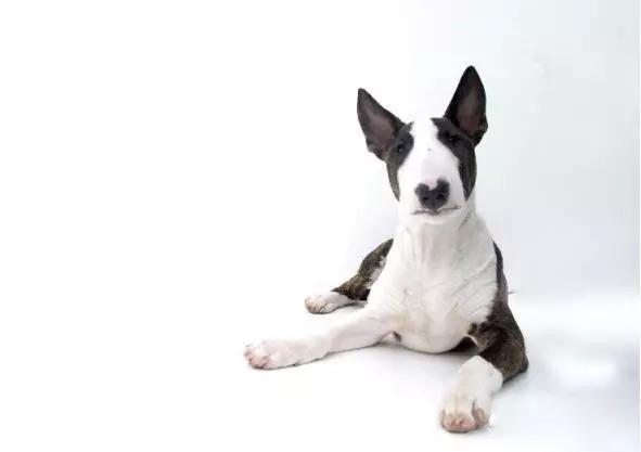 推荐各种狗狗的类型,10种有型罕见的狗狗