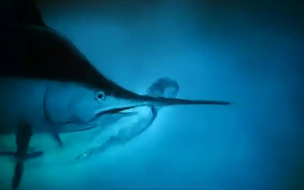 读了老人和海我明白了什么,海明威和老人与海的故事