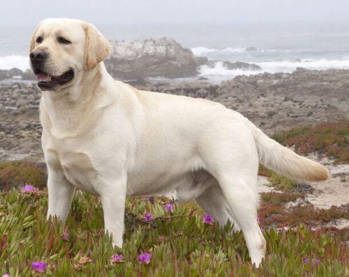 拉布拉多养狗注意事项和禁忌,拉布拉多幼犬不建议散养