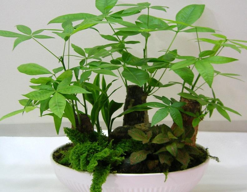 发财树长得慢怎样施肥,发财树叶片旺盛怎么打理