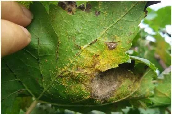 有关葡萄的病症,葡萄新梢病害图谱