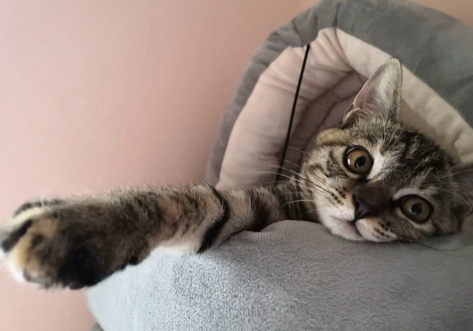 猫咪的肛门腺不一定要挤，但前提是主人做好定期检查