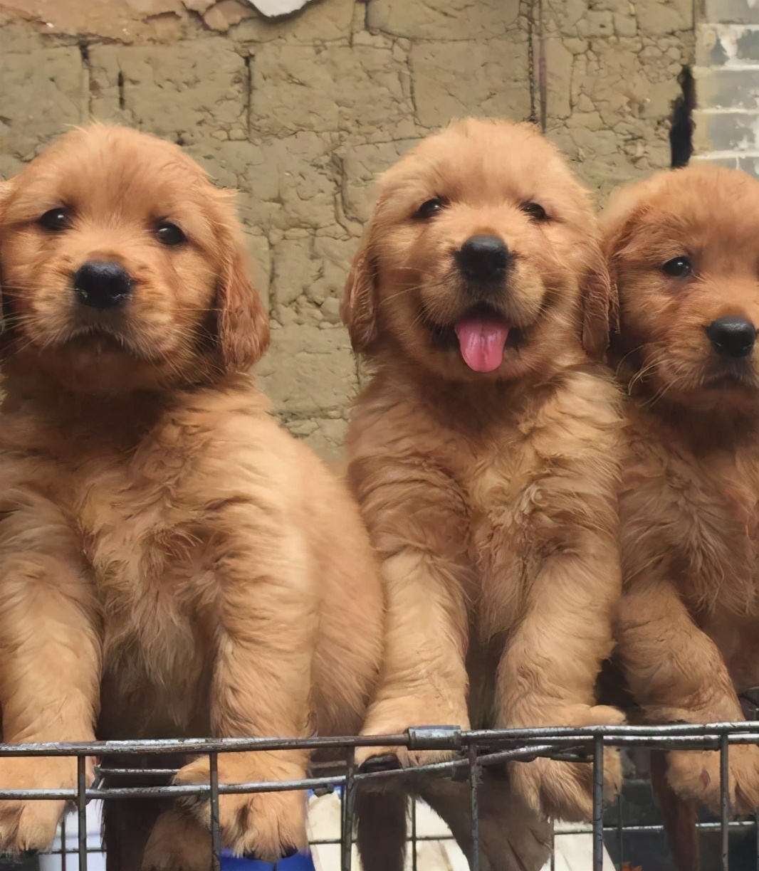 选家狗的正确方法和技巧,懂行的人怎么选狗